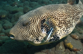 Bali 2016 - Map Puffer - Poisson coffre griffonne - Arothron mappa - IMG_5850_rc